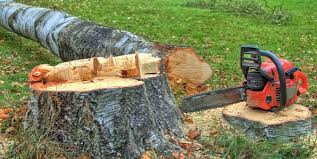 How Our Tree Care Process Works  in  Montpelier, ID