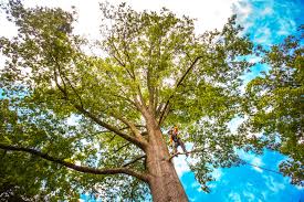 Best Arborist Consultation Services  in Montpelier, ID