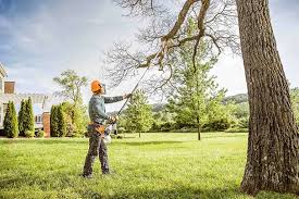 Best Tree Maintenance Programs  in Montpelier, ID