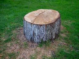 Best Fruit Tree Pruning  in Montpelier, ID