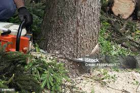 Best Tree Cabling and Bracing  in Montpelier, ID