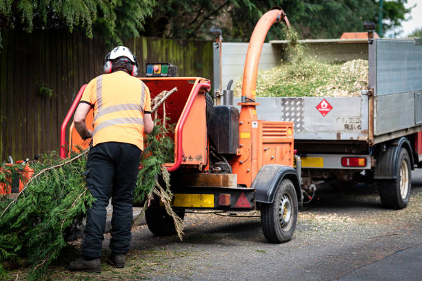 Best Tree Health Inspection  in Montpelier, ID