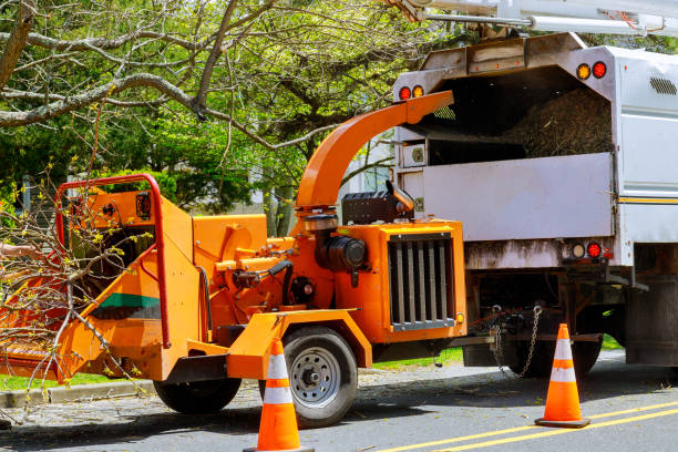 Best Root Management and Removal  in Montpelier, ID