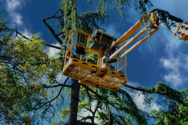 Best Tree Removal  in Montpelier, ID
