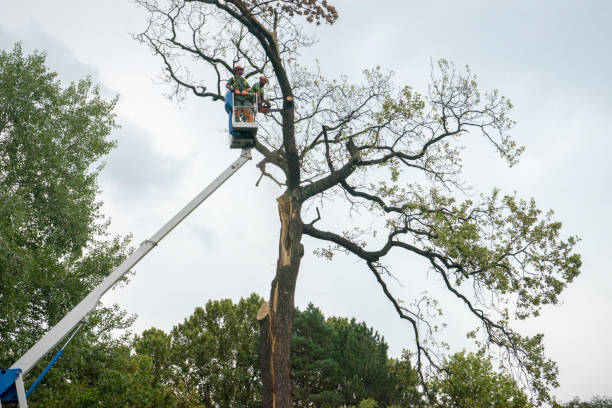 Best Leaf Removal  in Montpelier, ID