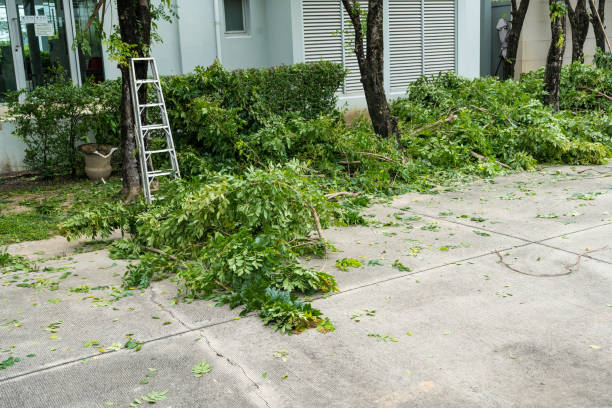 Montpelier, ID Tree Services Company