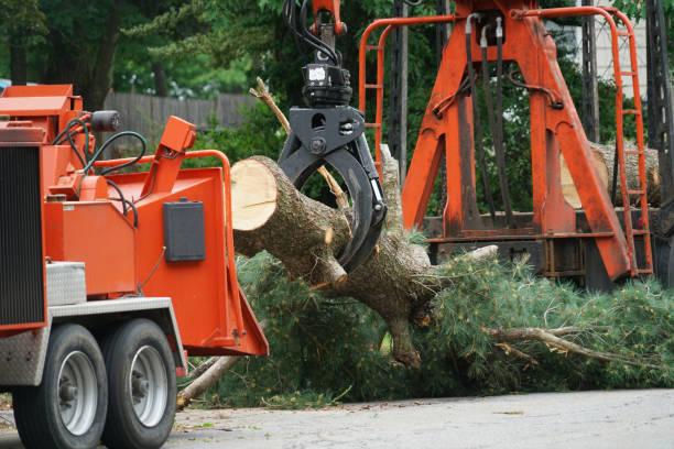 Best Tree Disease Treatment  in Montpelier, ID