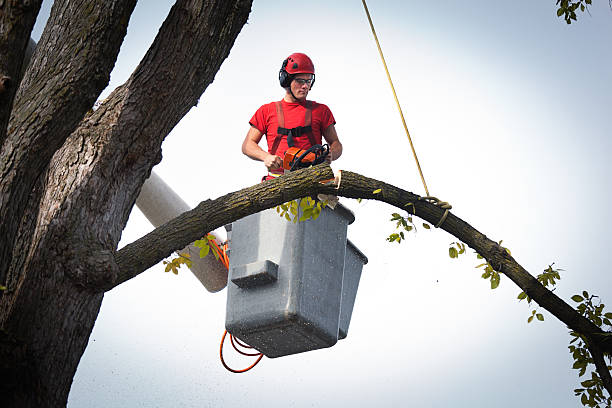 Best Tree Risk Assessment  in Montpelier, ID