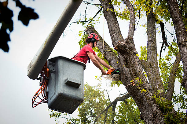 Best Tree Trimming and Pruning  in Montpelier, ID