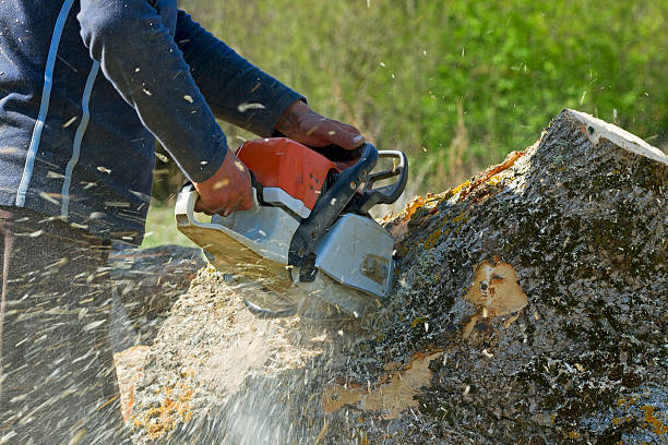 Best Commercial Tree Services  in Montpelier, ID