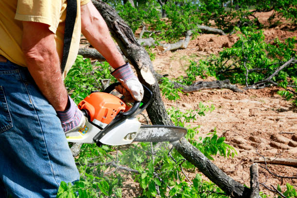 Lawn Drainage Solutions in Montpelier, ID